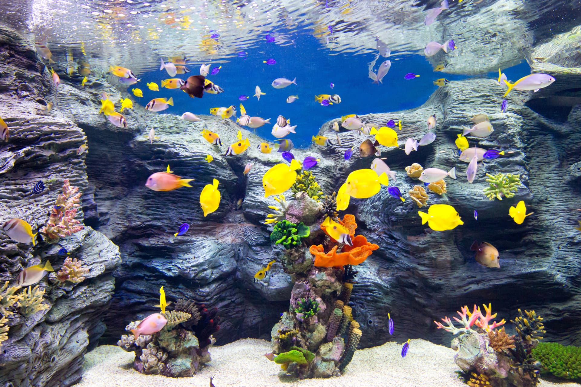 COMBO: Lotte World Adventure Seoul + Lotte World Aquarium + Seoul Sky Observatory Tickets - image 9