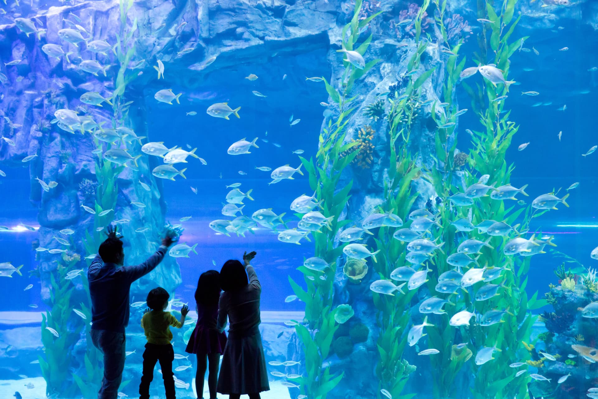 COMBO: Lotte World Adventure Seoul + Lotte World Aquarium + Seoul Sky Observatory Tickets - image 10